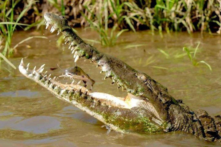 Crocodile Man Tour - THE ORIGINAL Tarcoles River Experience