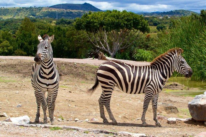 Africam Safari privévoertuig