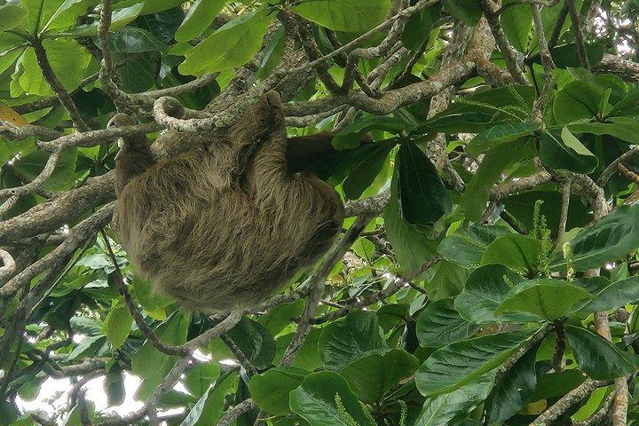 Guided Kayak Wildlife South Caribbean Cocles, Punta Uva, Puerto Viejo.
