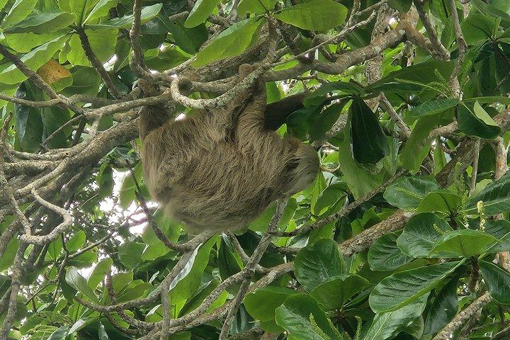 Guided Kayak Wildlife South Caribbean Cocles, Punta Uva, Puerto Viejo.