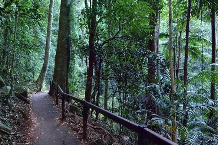 Bus Sali e Scendi - Tamborine Mountain da Brisbane