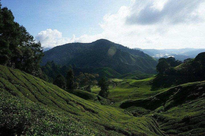 Cameron Highlands Paquete de descubrimiento de día completo B Tour compartido