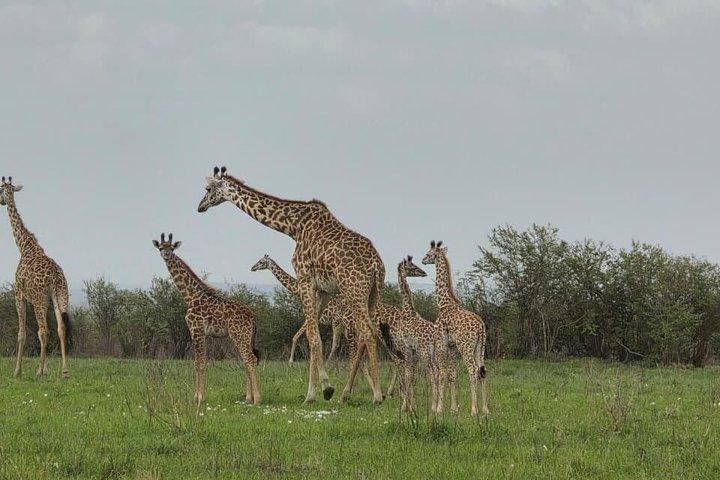 ケニアサファリ5日間アンボセリ、ナクル、マサイマラアドベンチャー