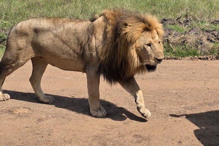 ケニアサファリ5日間アンボセリ、ナクル、マサイマラアドベンチャー