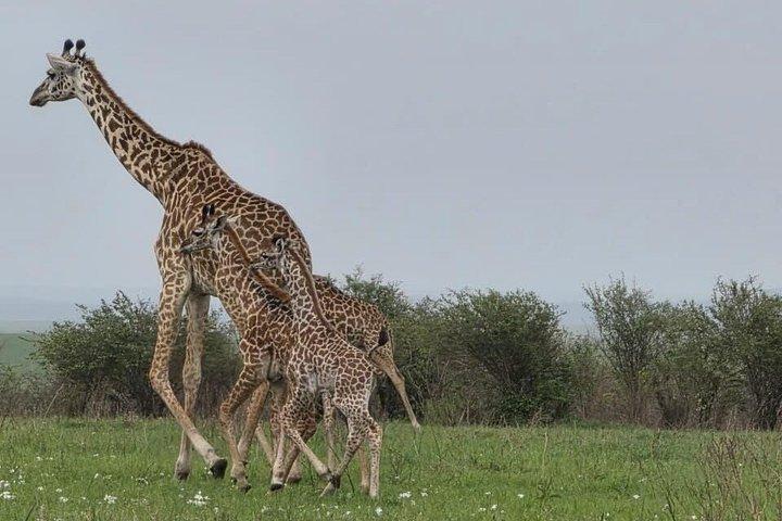 ケニアサファリ5日間アンボセリ、ナクル、マサイマラアドベンチャー