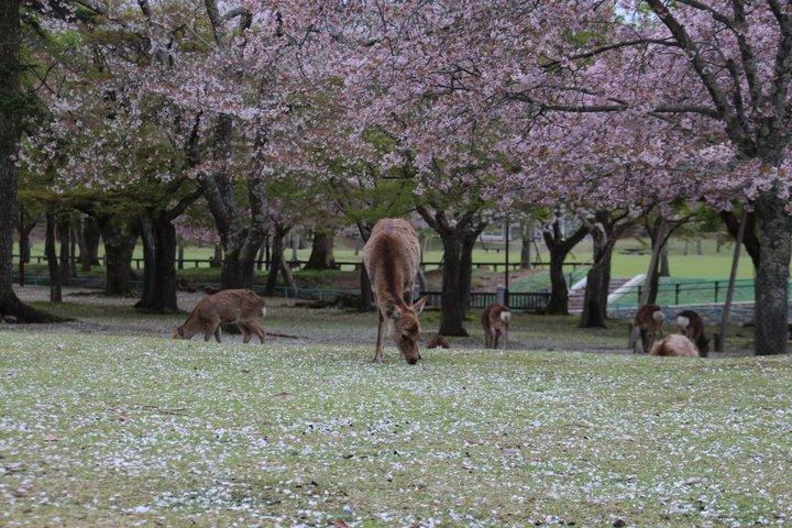 奈良東大寺春日大社京都発プライベート 1 日ツアー