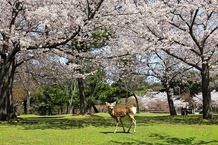 奈良東大寺春日大社京都発プライベート 1 日ツアー