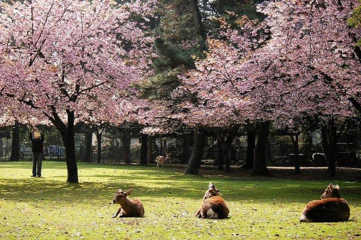 Nara Todaiji Kasuga Taisha privat heldagstur fra Kyoto