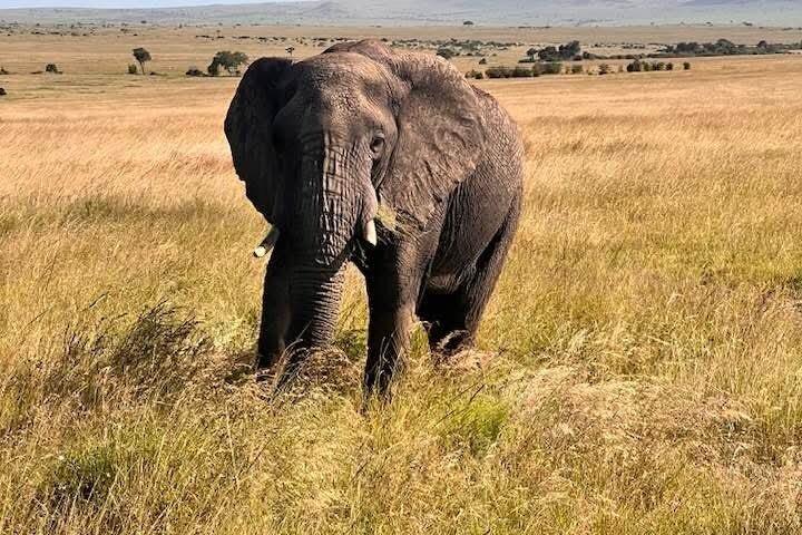 Amboseli Dagstur från Nairobi