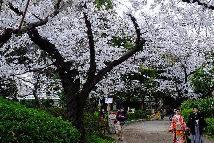 東京浅草・浅草寺・スカイツリー散策ツアー