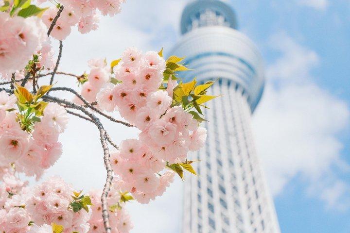 東京浅草・浅草寺・スカイツリー散策ツアー