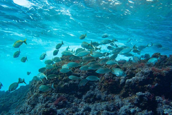 Double Dive Baptism on Berlenga Island
