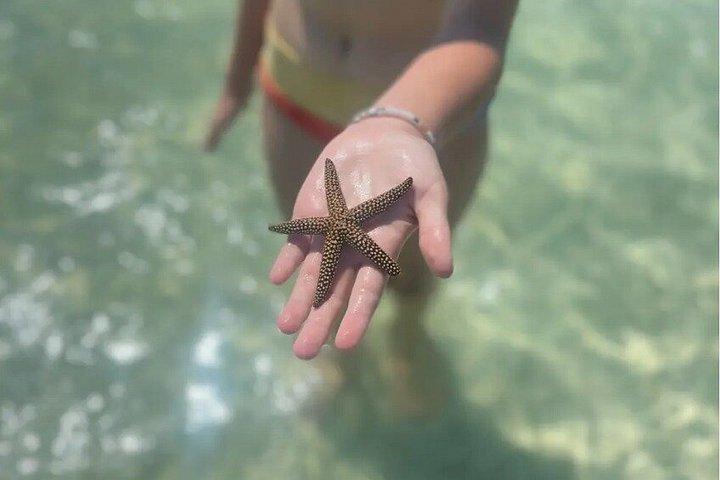 クリアウォータービーチドルフィンジェットスキーアイランドアドベンチャー