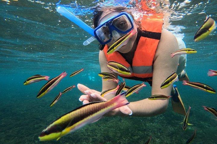 ワトゥルコの地元の7つの湾のプライベートツアー＋無料スポーツフィッシング