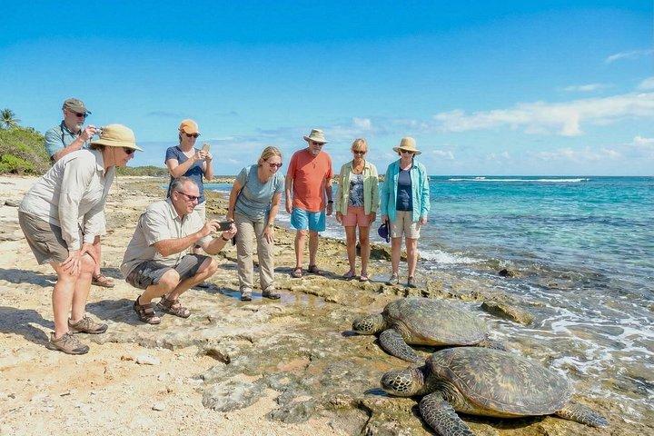 オアフ島プライベートツアー-メルセデススプリンターまたはプレミアムミニバン