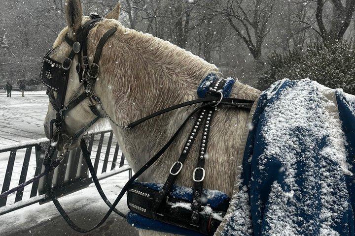 1903年以来セントラルパークを通る馬車ツアー（NYC）