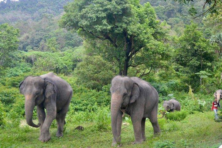 Phuket Ethical Elephant Care Sanctuary Nai Dee Halvdag eller 2 timer