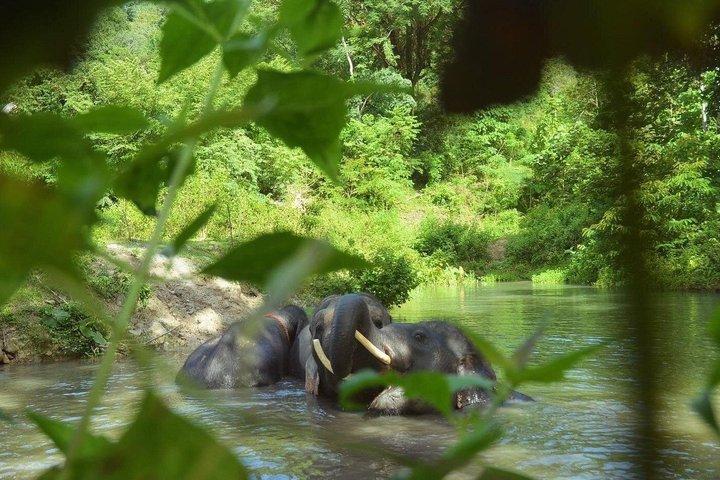 Phuket Ethical Elephant Care Sanctuary Nai Dee Meio dia ou 2 horas