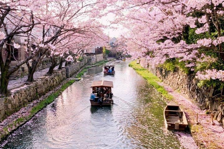 T8 Kyoto: fiori di ciliegio stagionali e crociera sul canale di Omihachiman