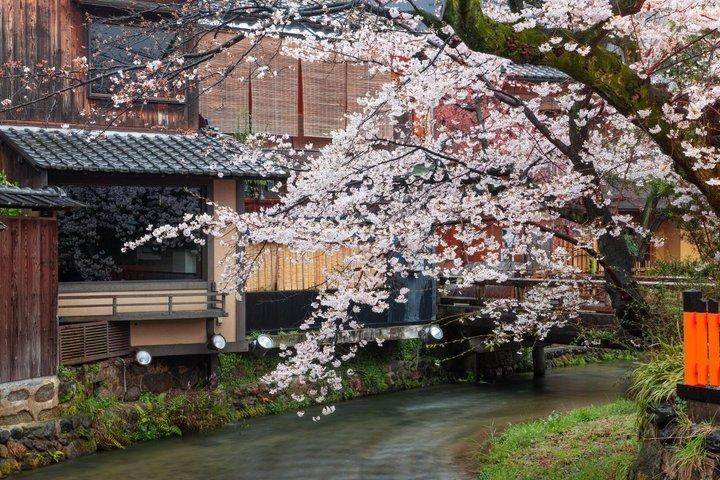 T8京都 : 季節の桜＆近江八幡運河クルーズ