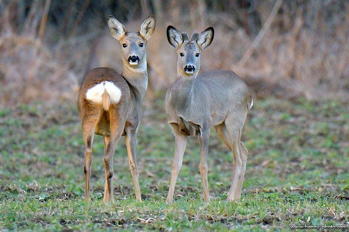 Karpatenwildnis : Ein Wilderlebnis ab Brașov