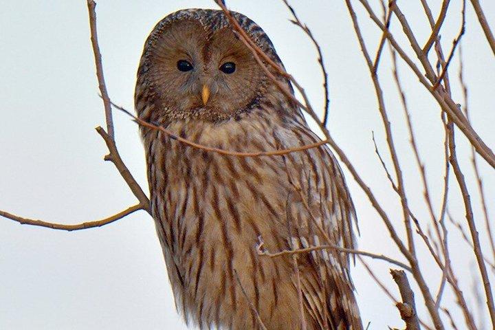 Karpatenwildnis : Ein Wilderlebnis ab Brașov