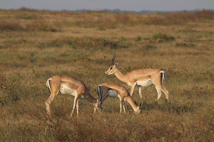 5 - アルーシャ発デイ・タランギーレ、セレンゲティ＆ンゴロンゴロサファリ