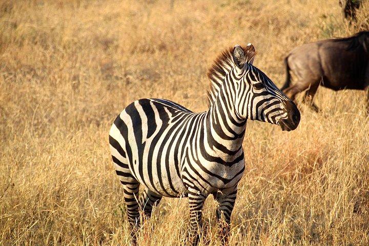 5 - アルーシャ発デイ・タランギーレ、セレンゲティ＆ンゴロンゴロサファリ