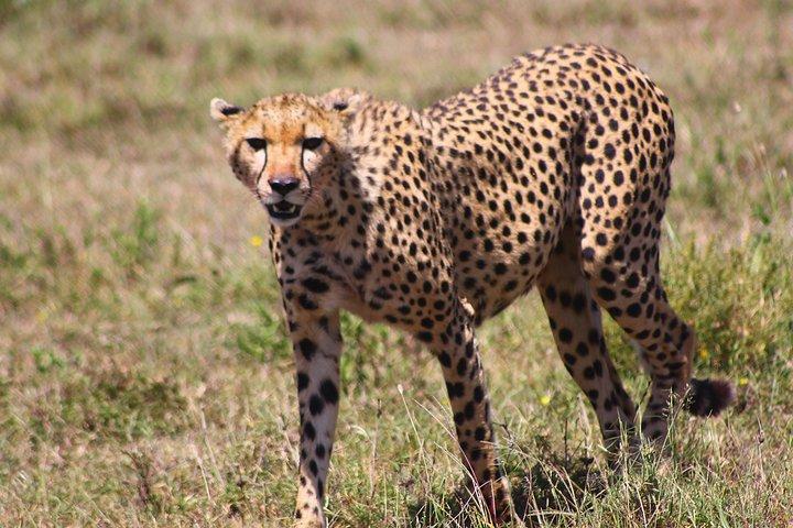 5 - アルーシャ発デイ・タランギーレ、セレンゲティ＆ンゴロンゴロサファリ