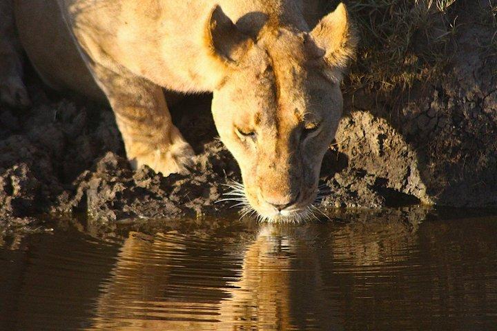 5 - Dag Tarangire, Serengeti og Ngorongoro Safari fra Arusha