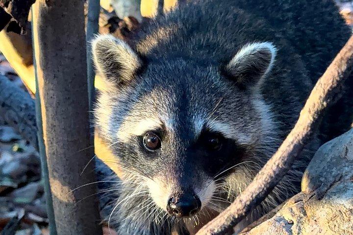 アライグマ島マイアミボートツアー（ワイルドライフ＆スイミング付き）