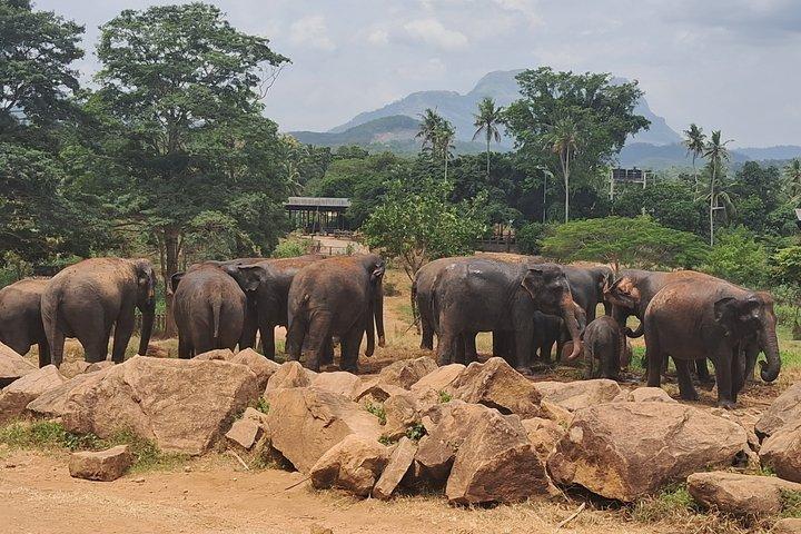 Colombo to Pinnawala & Kandy Luxury Day Tour em carro / van / ônibus