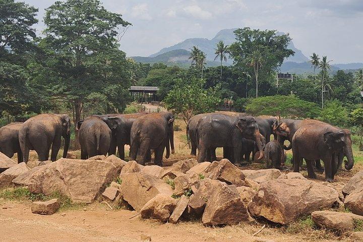 Colombo to Pinnawala & Kandy Luxury Day Tour em carro / van / ônibus
