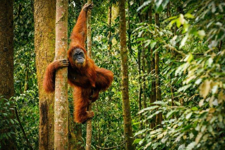 2 giorni Bukit Lawang Orangutan Trekking con pernottamento Jungle Camp