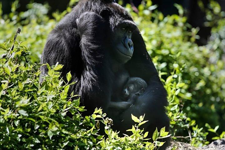 2 dages Gorilla Trekking Safari ved Bwindi Impenetrable Forest