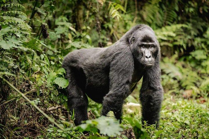 2 dages Gorilla Trekking Safari ved Bwindi Impenetrable Forest