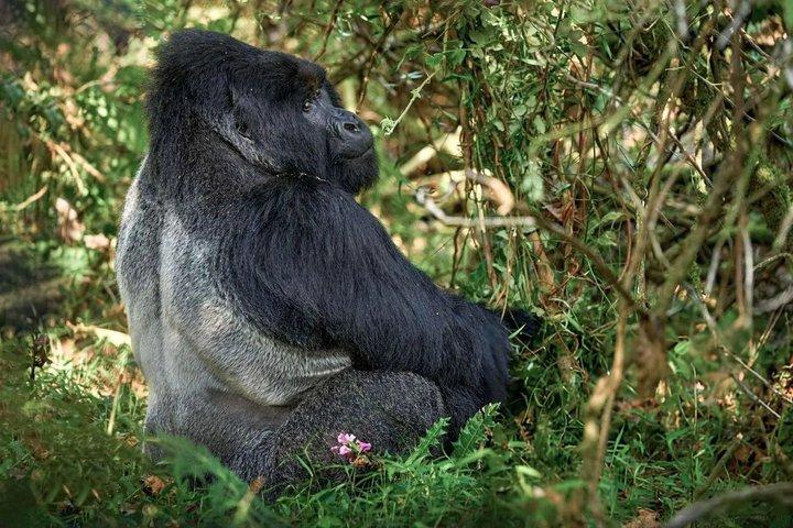 2 dages Gorilla Trekking Safari ved Bwindi Impenetrable Forest
