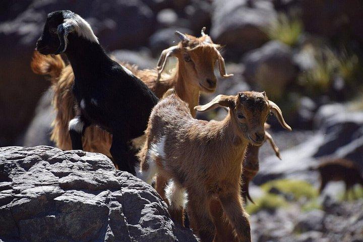 マラケシュから：アトラス山脈タラムラウト山頂デイトレッキング