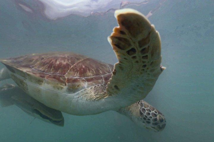 Sea Turtles Caves and Iconic Beaches West Curaçao Private Tour