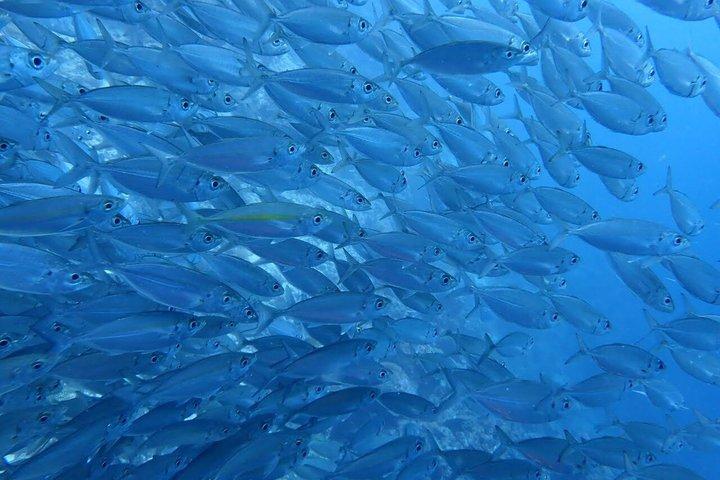Scuba Diving Adventure Moalboal Sardine Run and Pescador Island