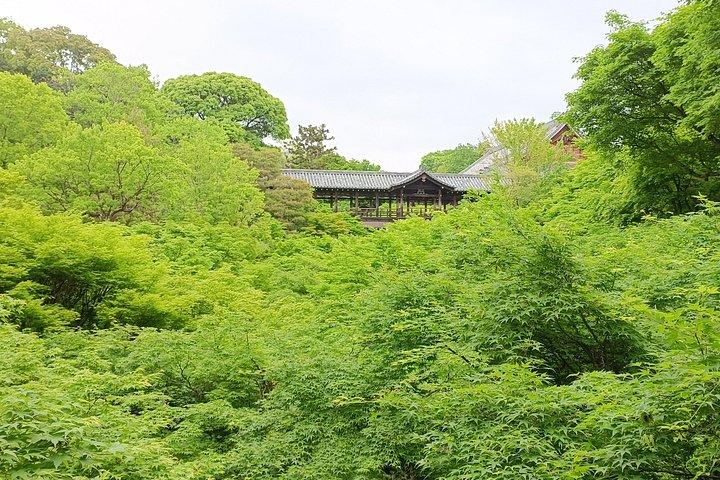 京都の隠れた地元の桜スポットと禅庭園