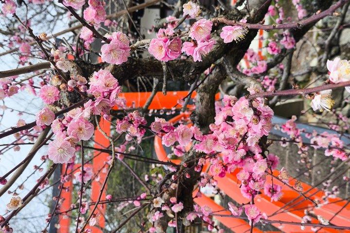 京都の隠れた地元の桜スポットと禅庭園