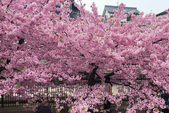 京都の隠れた地元の桜スポットと禅庭園