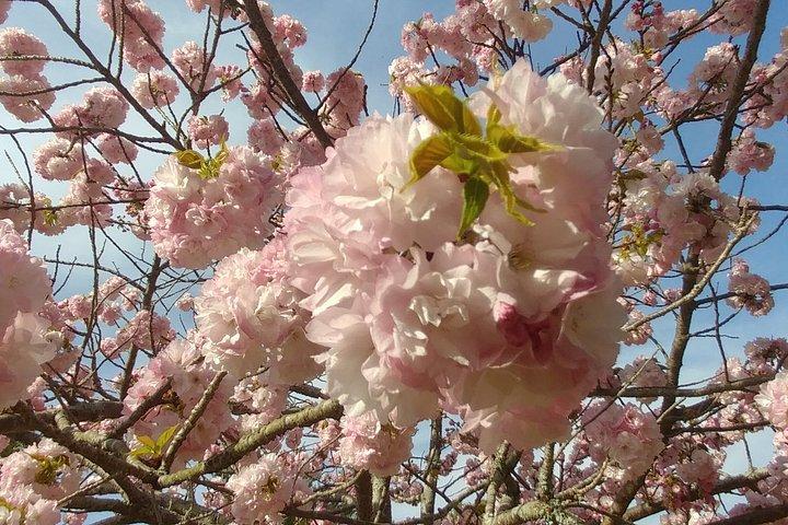 京都の隠れた地元の桜スポットと禅庭園