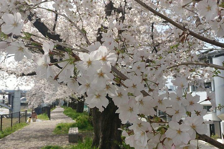 京都の隠れた地元の桜スポットと禅庭園
