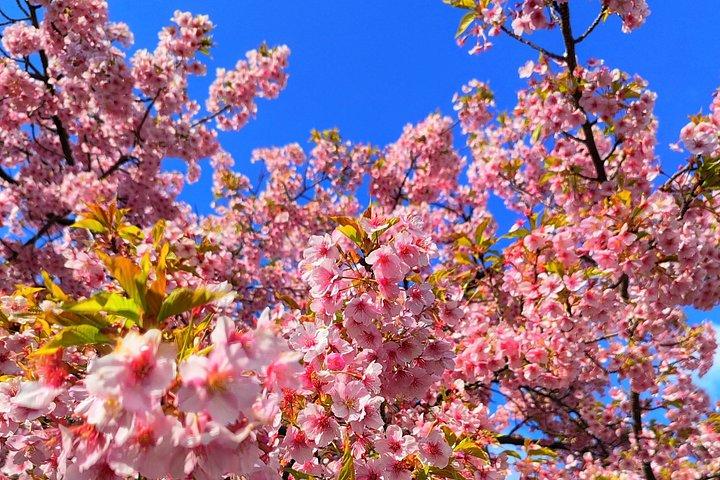 京都の隠れた地元の桜スポットと禅庭園