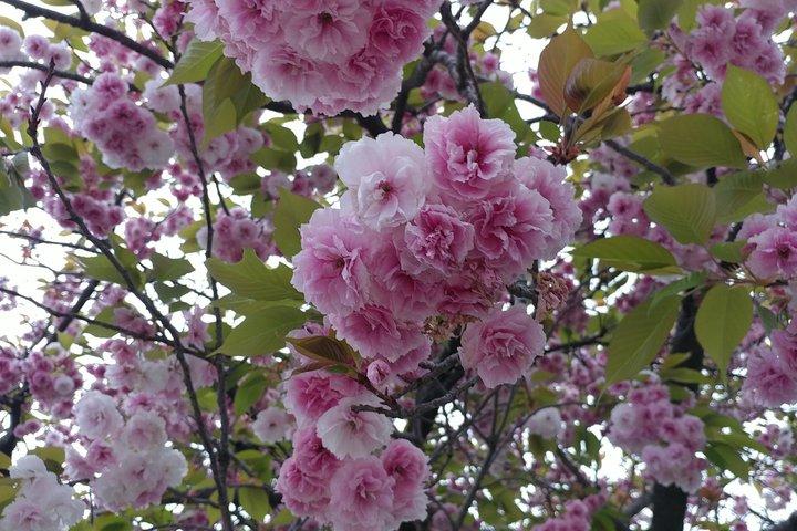 京都の隠れた地元の桜スポットと禅庭園