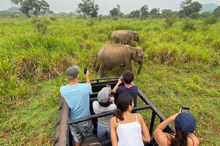 スリランカ・ミネリヤ国立公園サファリアドベンチャー