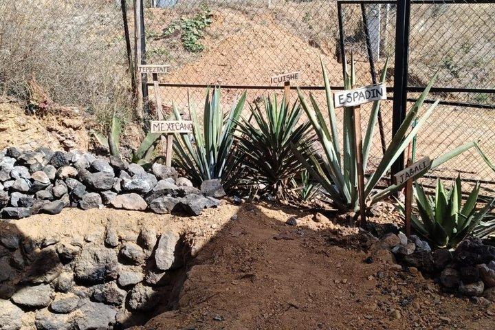 先祖伝来のメスカルツアー体験：メソアメリカの遺産