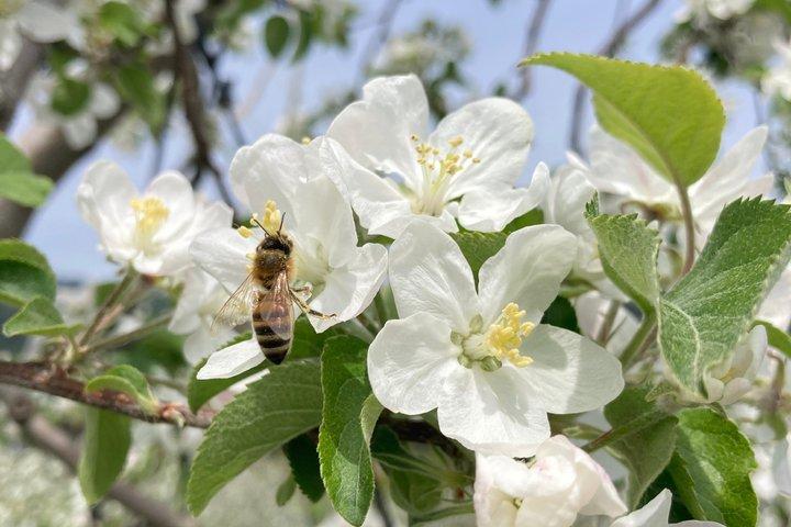 長野りんごの開花と手薄の季節体験